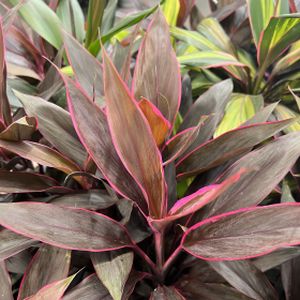 Cordyline 'Tango' (19cm Pot)