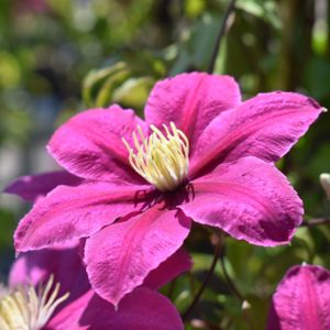 Clematis 'Acropolis' 3L