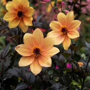 Dahlia 'Mystic Spirit' 3L