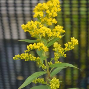 Solidago 'Goldkind' (syn 'Golden Baby') 2L