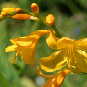 Crocosmia x crocosmiiflora 'Buttercup' 2L