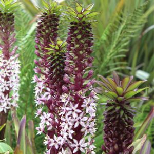 Eucomis comosa 'Sparkling Rosy' 2L