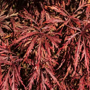 Acer palmatum var. dissectum 'Crimson Queen' (AGM) 3L