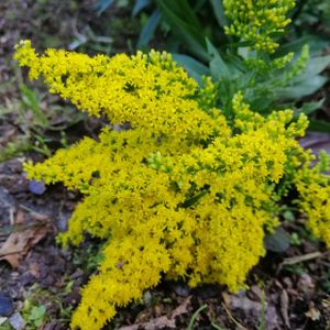 Solidago 'Golden Dwarf' 2L