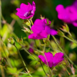 Geranium 'Pink Penny' 2L