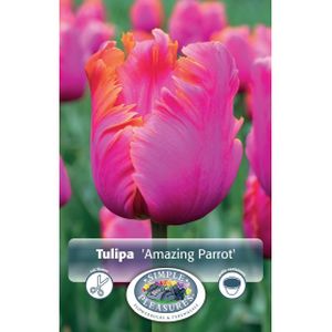 Simple Tulipa Amazing Parrot