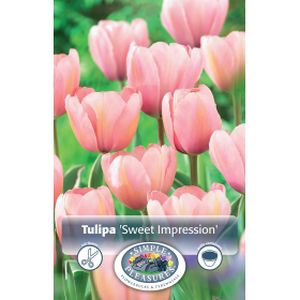 Simple Tulipa Darwin Hybrid Sweet Impression