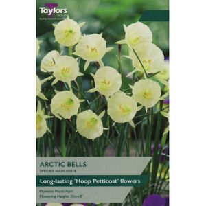 Taylors Narcissi Arctic Bells