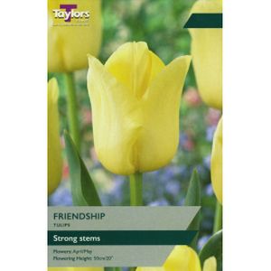 Taylors Tulip Friendship