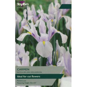 Taylors Iris Carmen