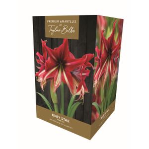 Taylors Amaryllis Ruby Star