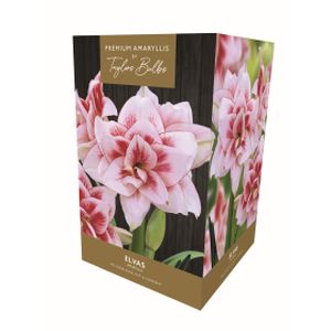 Taylors Amaryllis Elvas