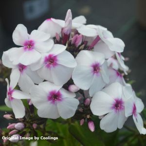 Phlox paniculata 'Famous White Eye' 3L