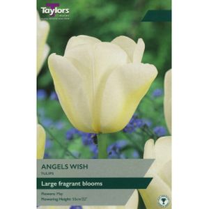 Taylors Tulip Angels Wish