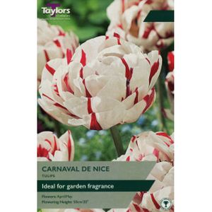 Taylors Tulip Carnaval De Nice