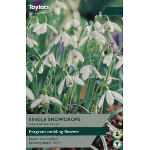 Taylors Galanthus Nivalis