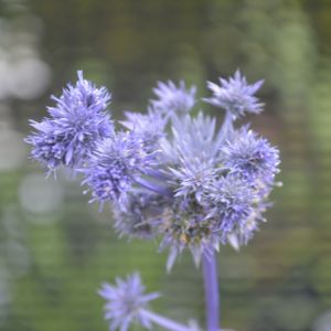 Eryngium planum 'Magical Symphony' 3L