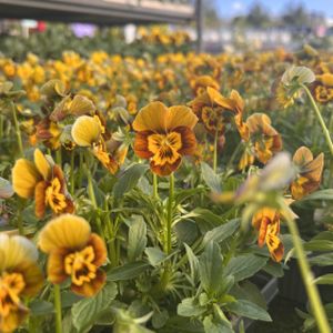 Viola 'Honey Bee' Multi-Pack