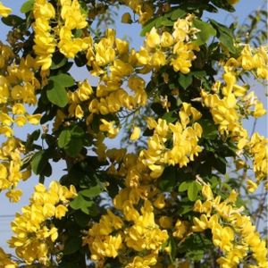 Laburnum anagyroides 'Yellow Rocket' 12L