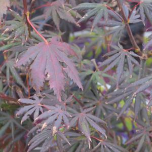 Acer palmatum 'Trompenburg' (AGM) 80L