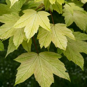 Acer pseudoplatanus 'Brilliantissimum' 12L