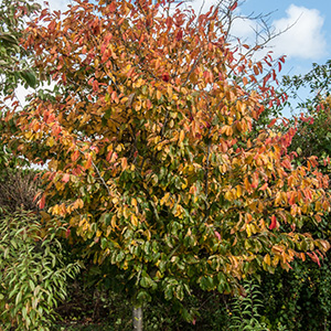 Parrotia persica 'Vanessa' 7L