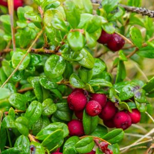 Vaccinium vitis-idaea 'Fireballs' 2L