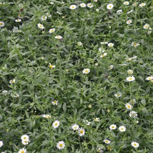 Erigeron karvinskianus 'Sea of Blossom' 1L