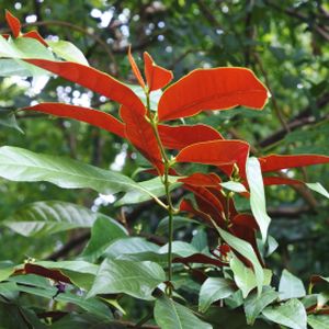 Photinia x fraseri 'Carré Rouge' 30L