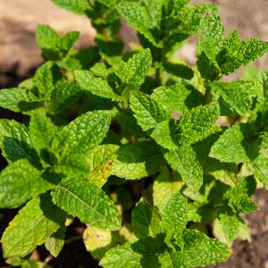 Mint Moroccan Mentha 'Moroccan' 1L