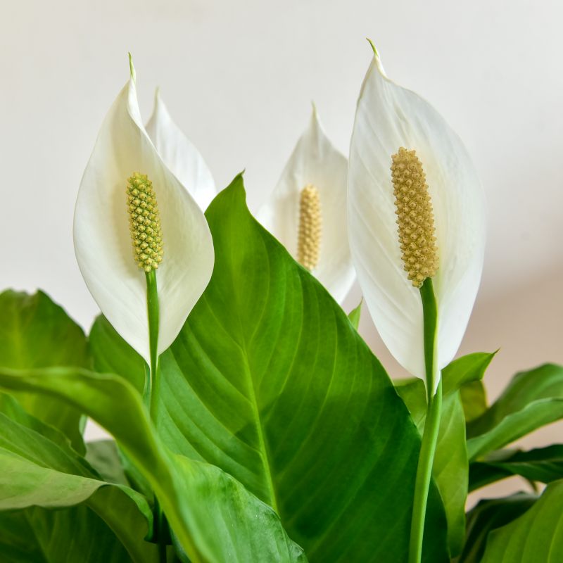 Peace Lily Spathiphyllum 'Sweet Silvio' (14cm Pot) - Coolings Garden Centre