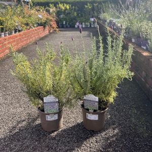 Lavandula stoechas 'Flaming Purple' 2L