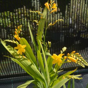 Crocosmia 'Citronella' 2L