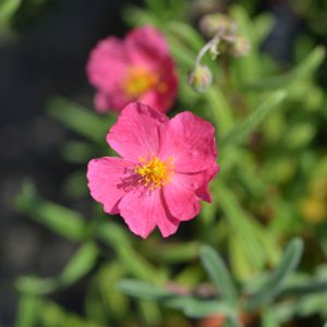 Potentilla fruticosa 'Danny Boy' 3L