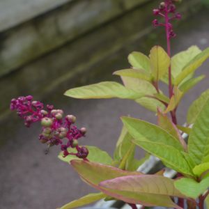 Phytolacca 'Laka Boom' 2L