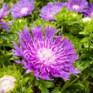 Stokesia laevis 'Purple Parasols' 2L