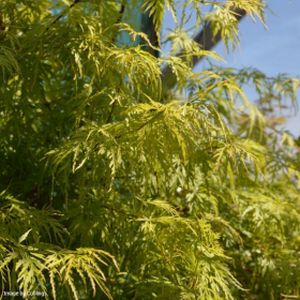 Acer palmatum 'Seiryû' (AGM) 15L