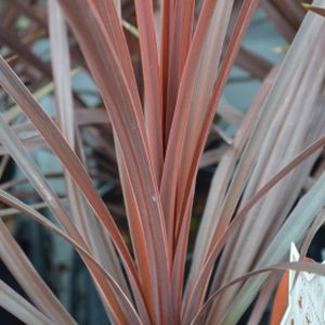 Cordyline australis 'Red Star' (11cm Pot)