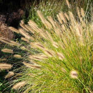 Pennisetum alopecuroides 'Hameln Gold' 2L