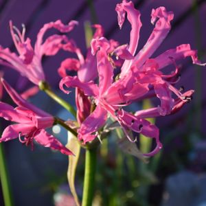 Nerine bowdenii 3L