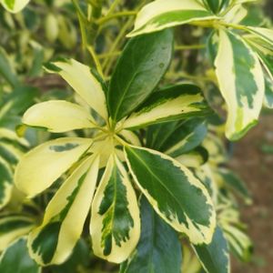 Schefflera arboricola Mixed (13cm Pot)