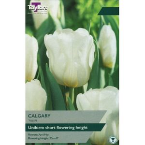 Taylors Tulip Calgary