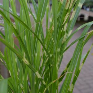 Miscanthus sinensis 'Cindy' 5L