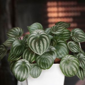 Peperomia 'Argyreia' (12cm Pot)