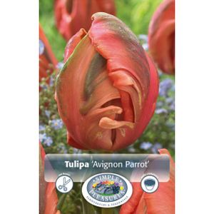 Simple Tulip Parrot  Avignon Parrot