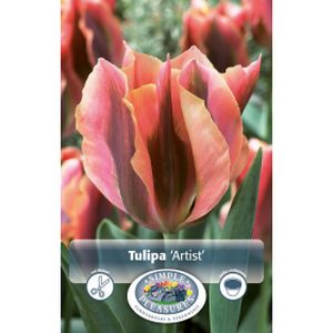 Simple Tulip Viridiflora  Artist