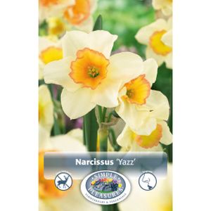 Simple Narcissus Fragrant Jonquil  Yazz