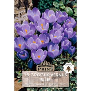 Prins Crocus Vernus Blue