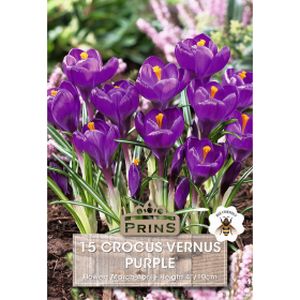 Prins Crocus Vernus Purple