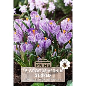 Prins Crocus Vernus Striped